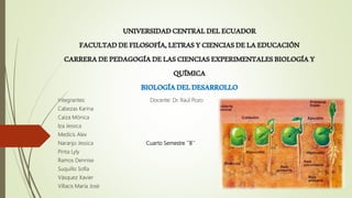 UNIVERSIDADCENTRALDELECUADOR
FACULTADDEFILOSOFÍA,LETRASYCIENCIASDELAEDUCACIÓN
CARRERADEPEDAGOGÍADELASCIENCIASEXPERIMENTALESBIOLOGÍAY
QUÍMICA
BIOLOGÍADELDESARROLLO
Integrantes: Docente: Dr. Raúl Pozo
Cabezas Karina
Caiza Mónica
Iza Jessica
Medicis Alex
Naranjo Jessica Cuarto Semestre ``B``
Pinta Lyly
Ramos Dennise
Suquillo Sofía
Vásquez Xavier
Villacis María José
 