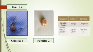 4to. Dìa
Semilla 2Semilla 1
Resultados Semilla 1 Semilla 2
Variable
Suelo
Testigo Cangahua
Medida
Radícula
Epicotilo
3,3 cm
1,3 cm
0,6 mm
0
 