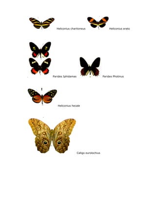 Heliconius charitoneus                      Heliconius erato




.   Parides Iphidamas                        Parides Photinus




       Heliconius hecale




                        Caligo eurolochius
 