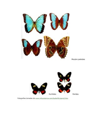Morpho peleides




                                        Euritides                    Parides

Fotografias tomadas de www.infocostarica.com/butterfly/spiro2.htm
 