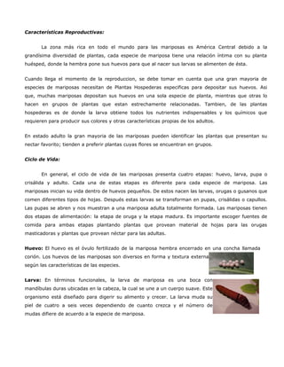 Características Reproductivas:


       La zona más rica en todo el mundo para las mariposas es América Central debido a la
grandísima diversidad de plantas, cada especie de mariposa tiene una relación íntima con su planta
huésped, donde la hembra pone sus huevos para que al nacer sus larvas se alimenten de ésta.


Cuando llega el momento de la reproduccion, se debe tomar en cuenta que una gran mayoria de
especies de mariposas necesitan de Plantas Hospederas especificas para depositar sus huevos. Asi
que, muchas mariposas depositan sus huevos en una sola especie de planta, mientras que otras lo
hacen en grupos de plantas que estan estrechamente relacionadas. Tambien, de las plantas
hospederas es de donde la larva obtiene todos los nutrientes indispensables y los químicos que
requieren para producir sus colores y otras características propias de los adultos.


En estado adulto la gran mayoria de las mariposas pueden identificar las plantas que presentan su
nectar favorito; tienden a preferir plantas cuyas flores se encuentran en grupos.


Ciclo de Vida:


       En general, el ciclo de vida de las mariposas presenta cuatro etapas: huevo, larva, pupa o
crisálida y adulto. Cada una de estas etapas es diferente para cada especie de mariposa. Las
mariposas inician su vida dentro de huevos pequeños. De estos nacen las larvas, orugas o gusanos que
comen diferentes tipos de hojas. Después estas larvas se transforman en pupas, crisálidas o capullos.
Las pupas se abren y nos muestran a una mariposa adulta totalmente formada. Las mariposas tienen
dos etapas de alimentación: la etapa de oruga y la etapa madura. Es importante escoger fuentes de
comida para ambas etapas plantando plantas que provean material de hojas para las orugas
masticadoras y plantas que provean néctar para las adultas.


Huevo: El huevo es el óvulo fertilizado de la mariposa hembra encerrado en una concha llamada
corión. Los huevos de las mariposas son diversos en forma y textura externa
según las características de las especies.


Larva: En términos funcionales, la larva de mariposa es una boca con
mandíbulas duras ubicadas en la cabeza, la cual se une a un cuerpo suave. Este
organismo está diseñado para digerir su alimento y crecer. La larva muda su
piel de cuatro a seis veces dependiendo de cuanto crezca y el número de
mudas difiere de acuerdo a la especie de mariposa.
 