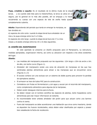 Pupa, crisálida o capullo: Es el resultado de la última muda de la etapa
larval,       y es cuando está lista para la metamorfosis, la larva se ubica en un                lugar
seguro, por lo general en lo más alto posible, ahí se empupa y lo hacen
recubriendo su cuerpo con una especie de tela de araña hasta quedar
completamente cubierta.


Adulto: Dependiendo del periodo que tarda en emerger la mariposa, se
han dividido en:
a) especies de ciclo corto: cuando la etapa larval dura alrededor de un
mes y la pupa emerge entre los 5 o 9 días.
b) especies de ciclo largo: cuando la etapa larval dura de 2 ½ a tres
meses y el adulto emerge entre los 10 o 15 días siguientes.


II. DISEÑO DEL MARIPOSARIO
              En este apartado se presenta un diseño propuesto para el Mariposario, su estructura,
medidas apropiadas, organizacion interna, asi como su ubicacion con respecto a los sitios existentes
del lugar.
Diseño:
             Las medidas del mariposario propuesto son las siguientes: 12m largo x 10m de ancho x 6m
              de alto, con techo curvo (Figura 1).
             Alrededor del mariposario existe una zona de atracción de mariposas en las que hay
              sembradas plantas alimenticias para atraer a las mariposas que se encuentran cerca
              (Figuras 2 y 3)
             El acceso contara con una exclusa con un sistema de doble puerta para prevenir la perdida
              de ejemplares adultos.
             El armazon se hara de tubos PVC para la construccion.
             Comederos con frutas en fermentacion y con agua y azucar por el recorrido del mariposario,
              como complemento alimenticio para algunas de la mariposas.
             Deben existir desagues internos para la lluvia.
             Se deben rotular con el nombre cientifico las especies de plantas, tanto hospederas como
              alimenticias para dar mayor informacion al visitante.
             Es recomendable tener arboles alrededor del jardin para que actuen como una barrera
              contra el viento.
             Fuera del mariposario se debe acondicionar una habitación que sirva como insectario, donde
              se depositen los huevos recolectados, estos deben estar clasificados por especie y poseer
              bien establecido la fecha de recolección.
 