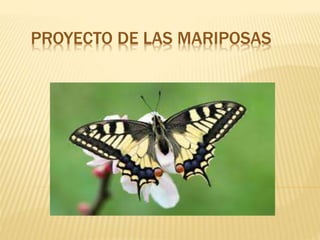 PROYECTO DE LAS MARIPOSAS
 