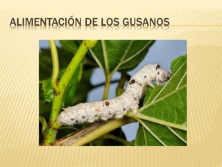 ALIMENTACIÓN DE LOS GUSANOS
 