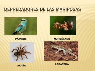 DEPREDADORES DE LAS MARIPOSAS
PÁJAROS MURCIÉLAGO
ARAÑA
LAGARTIJA
 