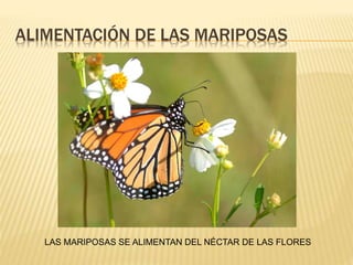 ALIMENTACIÓN DE LAS MARIPOSAS
LAS MARIPOSAS SE ALIMENTAN DEL NÉCTAR DE LAS FLORES
 