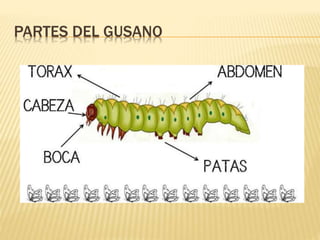 PARTES DEL GUSANO
 