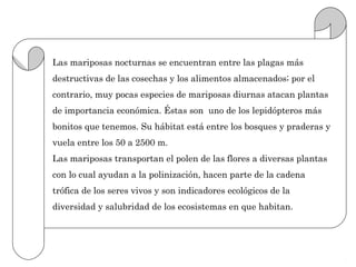 Las mariposas nocturnas se encuentran entre las plagas más
destructivas de las cosechas y los alimentos almacenados; por el
contrario, muy pocas especies de mariposas diurnas atacan plantas
de importancia económica. Éstas son uno de los lepidópteros más
bonitos que tenemos. Su hábitat está entre los bosques y praderas y
vuela entre los 50 a 2500 m.
Las mariposas transportan el polen de las flores a diversas plantas
con lo cual ayudan a la polinización, hacen parte de la cadena
trófica de los seres vivos y son indicadores ecológicos de la
diversidad y salubridad de los ecosistemas en que habitan.
 