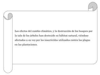 Los efectos del cambio climático, y la destrucción de los bosques por
la tala de los árboles han destruido su hábitat natural, viéndose
afectados a su vez por los insecticidas utilizados contra las plagas
en las plantaciones.
 