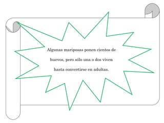 Algunas mariposas ponen cientos de

 huevos, pero sólo una o dos viven

   hasta convertirse en adultas.
 