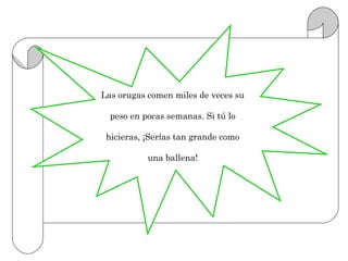 Las orugas comen miles de veces su

  peso en pocas semanas. Si tú lo

 hicieras, ¡Serías tan grande como

           una ballena!
 