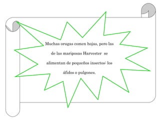 Muchas orugas comen hojas, pero las

   de las mariposas Harvester se

alimentan de pequeños insectos: los

         áfidos o pulgones.
 