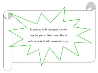 El gusano de la mariposa de seda

 expulsa por su boca unos hilos de

seda de más de 488 metros de largo.
 
