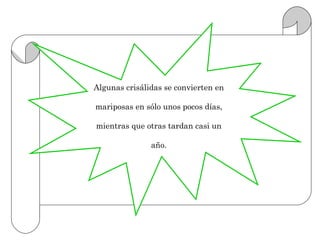 Algunas crisálidas se convierten en

mariposas en sólo unos pocos días,

mientras que otras tardan casi un

               año.
 