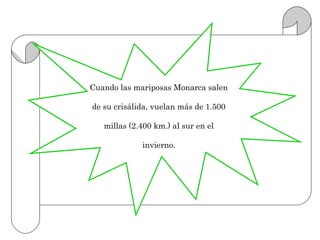 Cuando las mariposas Monarca salen

de su crisálida, vuelan más de 1.500

   millas (2.400 km.) al sur en el

             invierno.
 