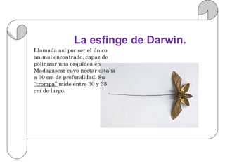La esfinge de Darwin.
Llamada así por ser el único
animal encontrado, capaz de
polinizar una orquídea en
Madagascar cuyo néctar estaba
a 30 cm de profundidad. Su
“trompa” mide entre 30 y 35
cm de largo.
 