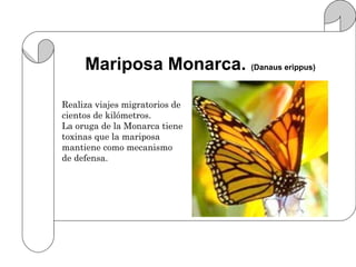 Mariposa Monarca. (Danaus erippus)
                .
Realiza viajes migratorios de
cientos de kilómetros.
La oruga de la Monarca tiene
toxinas que la mariposa
mantiene como mecanismo
de defensa.
 