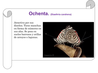 Ochenta. (Diaethria candrena)
Atractiva por sus
diseños. Tiene manchas
en forma de números en
sus alas. Se posa en
suelos barrosos y orillas
de arroyos o lagunas.
 