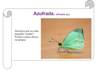 Azufrada. (Phoebis sp.)


Atractiva por su color
amarillo “azufre”.
Vuelan a gran altura
en grupos.
 