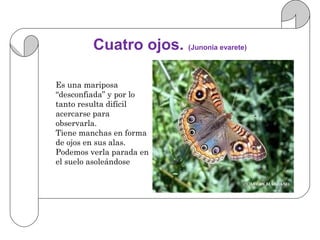 Cuatro ojos. (Junonia evarete)

Es una mariposa
“desconfiada” y por lo
tanto resulta difícil
acercarse para
observarla.
Tiene manchas en forma
de ojos en sus alas.
Podemos verla parada en
el suelo asoleándose
 
