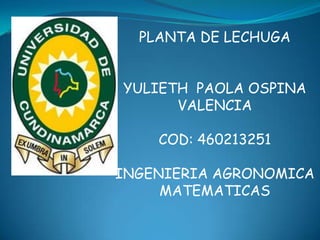 PLANTA DE LECHUGA
YULIETH PAOLA OSPINA
VALENCIA
COD: 460213251
INGENIERIA AGRONOMICA
MATEMATICAS

 