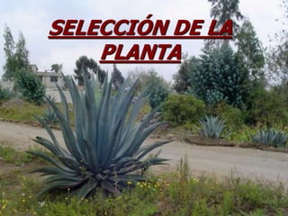 MEZCLA CON LA MAICENA