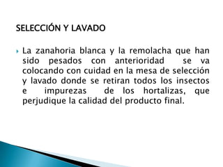 SELECCIÓN Y LAVADO La zanahoria blanca y la remolacha que han sido pesados con anterioridad  se va colocando con cuidad en la mesa de selección y lavado donde se retiran todos los insectos  e  impurezas  de los hortalizas, que perjudique la calidad del producto final.