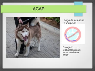 ACAP
Logo de nuestras
asociación
Eslogan:
Si abandonas a un
perro, pierdes un
amigo
 