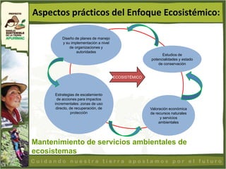 Aspectos prácticos del Enfoque Ecosistémico:

          Diseño de planes de manejo
          y su implementación a nivel
              de organizaciones y
                  autoridades
                                                             Estudios de
                                                       potencialidades y estado
                                                           de conservación


                                        ECOSISTÉMICO



      Estrategias de escalamiento
       de acciones para impactos
      incrementales: zonas de uso
       directo, de recuperación, de                    Valoración económica
                 protección                            de recursos naturales
                                                             y servicios
                                                            ambientales




Mantenimiento de servicios ambientales de
ecosistemas
 