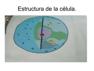 Estructura de la célula. 