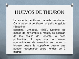 HUEVOS DE TIBURON
La especie de tiburón la más común en
Canarias es la del tiburón ángel o Angelote
(Squatina
squatina, Linnaeus, 1758). Durante los
meses de noviembre a marzo, se acercan
de las costas de Tenerife, a poca
profundidad, lo que nos da buenas
oportunidades de cruzarlos en buceo o
incluso desde la superficie puesto que
pueden observarse sobre fondos de 2
metros.
 