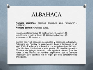 ALBAHACA
Nombre científico: Ocimun basilicum Varo “crispum” .
(Labiada).
Nombre común: Alhahaca dulce.

Especies relacionadas: O. gratissimun, O. canum, O.
tenuif/orum, n. micranthum, O. kilinlandscharicum, O.
americanum, O. minimun.

Genero con 150 especies de anuales y perennes, arhustivas.
Originaria de Persiay de Asia Menor, Ilego a Inglatcna en el
siglo XVI y lÚe llevada a América por los primero pohladores.
[_os hindúes divinizahan a esta planta. El nombre genérico
proviene del griego "ókimon", que significa oloroso (por las
flores y las hojas). El nombre específico, por la palabra
"hasilikon" que significa real o regio, por sus características
principales.
 