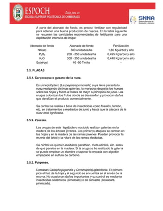 A parte del abonado de fondo, es preciso fertilizar con regularidad
para obtener una buena producción de nueces. En la tabla siguiente
se resumen las cantidades recomendadas de fertilizante para una
explotación intensiva de nogal:
Abonado de fondo Abonado de fondo Fertilización
Nitrato 500 unidades/ha 1,80 Kg/árbol y año
P2O5 200 - 250 unidades/ha 0,495 Kg/árbol y año
K2O 300 - 350 unidades/ha 0,440 Kg/árbol y año
Estiércol 40 -60 Tm/ha -
3.5. PLAGAS
3.5.1. Carpocapsa o gusano de la nuez.
Es un lepidóptero (Laspeyresiapomonella) cuya larva parasita la
nuez realizando distintas galerías. la mariposa deposita los huevos
sobre las hojas y frutos a finales de mayo o principios de junio. Las
orugas colonizan los frutos donde se desarrollan y provocan daños
que devalúan el producto comercialmente.
Su control se realiza a base de insecticidas como fosalón, fentión,
etc. en tratamientos a mediados de junio y hasta que la cáscara de la
nuez esté lignificada.
3.5.2. Zeuzera.
Las orugas de este lepidóptero noctuido realizan galerías en la
madera de los árboles jóvenes. Los primeros ataques se centran en
las hojas y en la madera de las ramas jóvenes. Pueden provocar la
muerte del árbol y la rotura de las ramas afectadas.
Su control es químico mediante parathión, metil-azinfos, etc. antes
de que penetre en la madera. Si la oruga ya ha realizado la galería
se puede emplear un alambre o taponar la entrada con algodón
empapado en sulfuro de carbono.
3.5.3. Pulgones.
Destacan Callaphisjuglandis y Chromaphisjuglandicola. El primero
pica el haz de la hoja y el segundo se encuentra en el envés de la
misma. No ocasionan daños importantes y su control es mediante
insecticidas sistémicos (dimetoato) o de contacto (dioxacarb,
pirimicarb).
 
