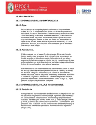 3.6. ENFERMEDADES
3.6.1. ENFERMEDADES DEL SISTEMA RADICULAR.
3.6.1.1. Tinta.
Provocada por el hongo Phytophthoracinnamoni se presenta en
suelos ácidos. El hongo se instala en las raíces sanas provocando
lesiones e incluso su destrucción. Estas lesiones pueden alcanzar la
zona del cuello y extenderse alrededor del tronco, ocasionando la
muerte del árbol. las partes atacadas se pudren apareciendo una
supuración negra o tinta en la base del tronco. La debilidad en el
vigor de los árboles, el secado de la punta de las ramas y la caída
prematura de hojas, son síntomas indicadores de que el árbol está
atacado por este hongo.
3.6.1.2. Podredumbre.
Está provocada por el hongo Armillariamellea. El micelio de este
hongo penetra bajo la corteza de la raíz del nogal produciendo un
líquido amarillento. Ocasiona muerte de los tejidos de las raíces,
apareciendo bajo su corteza un micelio blanco. Los síntomas de esta
enfermedad son un amarilleamiento de las hojas, baja producción de
fruto y de pequeño calibre y secado de las ramas.
El tratamiento de las enfermedades del sistema radicular en el nogal
es difícil pudiéndose emplear productos como el captan y el maneb
en dosis de 100 gr/m2. Otro método de control es descubrir las
raíces afectadas , rascar las partes enfermas y enterrarlas, aplicando
a su vez un fungicida o antichancro. También se pueden emplear
patrones resistentes a estas enfermedades como J. regia o J. nigra,
pero no otorgan una protección completa.
3.6.2. ENFERMEDADES DEL FOLLAJE Y DE LOS FRUTOS.
3.6.2.1. Bacteriorsis
El nogal es una especie sensible a la bacteriosis. Está provocada por
las bacterias del género Xanthomonas (X. juglandis) y se manifiesta
en condiciones de precipitaciones abundantes y temperaturas de
suaves a elevadas (por encima de los 15 ºC). Afecta a hojas, yemas
y frutos, pudiendo reducir la cosecha a la mitad. Los momentos más
propicios para su ataque son los comprendidos entre la floración y la
fecundación, además del período de máxima actividad vegetativa
(mayo-junio).
 