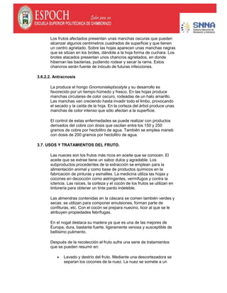 Los frutos afectados presentan unas manchas oscuras que pueden
alcanzar algunos centímetros cuadrados de superficie y que tienen
un centro agrietado. Sobre las hojas aparecen unas manchas negras
que se sitúan en los brotes, dándole a la hoja forma de cuchara. Los
brotes atacados presentan unos chancros agrietados, en donde
hibernan las bacterias, pudiendo rodear y secar la rama. Estos
chancros serán fuente de inóculo de futuras infecciones.
3.6.2.2. Antracnosis
La produce el hongo Gnomonialeptsostyla y su desarrollo es
favorecido por un tiempo húmedo y fresco. En las hojas produce
manchas circulares de color oscuro, rodeadas de un halo amarillo.
Las manchas van creciendo hasta invadir todo el limbo, provocando
el secado y la caída de la hoja. En la corteza del árbol produce unas
manchas de color intenso que sólo afectan a la superficie.
El control de estas enfermedades se puede realizar con productos
derivados del cobre con dosis que oscilan entre los 150 y 250
gramos de cobre por hectolitro de agua. También se emplea maneb
con dosis de 200 gramos por hectolitro de agua.
3.7. USOS Y TRATAMIENTOS DEL FRUTO.
Las nueces son los frutos más ricos en aceite que se conocen. El
aceite que se extrae tiene un sabor dulce y agradable. Los
subproductos procedentes de la extracción se emplean para la
alimentación animal y como base de productos químicos en la
fabricación de pinturas y esmaltes. La medicina utiliza las hojas y
cocones en decocción como astringentes, vermífugos y contra la
ictericia. Las raíces, la corteza y el cocón de los frutos se utilizan en
tintorería para obtener un tinte pardo indeleble.
Las almendras contenidas en la cáscara se comen también verdes y
secas; se utilizan para componer emulsiones, forman parte de
confituras, etc. Con el cocón se prepara nuecino, licor al que se le
atribuyen propiedades febrífugas.
En el nogal destaca su madera ya que es una de las mejores de
Europa, dura, bastante fuerte, ligeramente venosa y susceptible de
bellísimo pulimento.
Después de la recolección el fruto sufre una serie de tratamientos
que se pueden resumir en:
Lavado y destrío del fruto. Mediante una descortezadora se
separan los cocones de la nuez. La nuez se somete a un
 