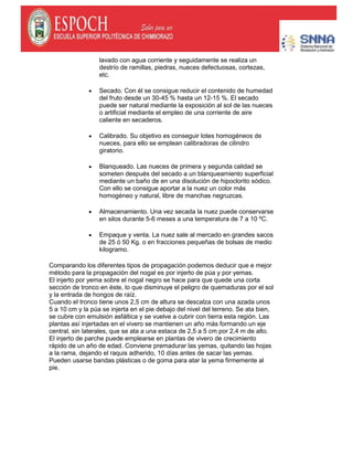 lavado con agua corriente y seguidamente se realiza un
destrío de ramillas, piedras, nueces defectuosas, cortezas,
etc.
Secado. Con él se consigue reducir el contenido de humedad
del fruto desde un 30-45 % hasta un 12-15 %. El secado
puede ser natural mediante la exposición al sol de las nueces
o artificial mediante el empleo de una corriente de aire
caliente en secaderos.
Calibrado. Su objetivo es conseguir lotes homogéneos de
nueces, para ello se emplean calibradoras de cilindro
giratorio.
Blanqueado. Las nueces de primera y segunda calidad se
someten después del secado a un blanqueamiento superficial
mediante un baño de en una disolución de hipoclorito sódico.
Con ello se consigue aportar a la nuez un color más
homogéneo y natural, libre de manchas negruzcas.
Almacenamiento. Una vez secada la nuez puede conservarse
en silos durante 5-6 meses a una temperatura de 7 a 10 ºC.
Empaque y venta. La nuez sale al mercado en grandes sacos
de 25 ó 50 Kg. o en fracciones pequeñas de bolsas de medio
kilogramo.
Comparando los diferentes tipos de propagación podemos deducir que e mejor
método para la propagación del nogal es por injerto de púa y por yemas.
El injerto por yema sobre el nogal negro se hace para que quede una corta
sección de tronco en éste, lo que disminuye el peligro de quemaduras por el sol
y la entrada de hongos de raíz.
Cuando el tronco tiene unos 2,5 cm de altura se descalza con una azada unos
5 a 10 cm y la púa se injerta en el pie debajo del nivel del terreno. Se ata bien,
se cubre con emulsión asfáltica y se vuelve a cubrir con tierra esta región. Las
plantas así injertadas en el vivero se mantienen un año más formando un eje
central, sin laterales, que se ata a una estaca de 2,5 a 5 cm por 2,4 m de alto.
El injerto de parche puede emplearse en plantas de vivero de crecimiento
rápido de un año de edad. Conviene premadurar las yemas, quitando las hojas
a la rama, dejando el raquis adherido, 10 días antes de sacar las yemas.
Pueden usarse bandas plásticas o de goma para atar la yema firmemente al
pie.
 