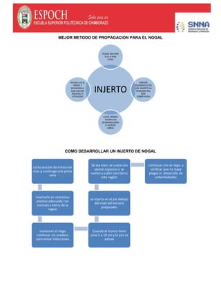 MEJOR METODO DE PROPAGACION PARA EL NOGAL
COMO DESARROLLAR UN INJERTO DE NOGAL
INJERTO
PUEDE SER POR
PUA O POR
YEMA
MAYOR
DESARROLLO DE
LOS INJERTO AL
REDEDOR DEL
80%
SOBREVIVEN
LLEVA MENOS
TIEMPO EN
DESARROLLARSE
EL NUEVO
ARBOL
AYUDA A Q EL
ARBOL E
DESARROLLE
CON MAYOR
RIGUIDEZ Y
VITALIDAD
corta sección de tronco en
éste q contenga una yema
sana
insertarlo en una bolsa
plastica adecuada con
sustrato y tierra de la
region
mantener el riego
continuo sin exedero
para evitar infecciones
Cuando el tronco tiene
unos 5 a 10 cm y la púa se
extrae
se injerta en el pie debajo
del nivel del terreno
preparado.
Se ata bien, se cubre con
abono organico y se
vuelve a cubrir con tierra
esta región
continuar con el riego y
verificar que no haya
plagas ni desarrollo de
enfermedades
 