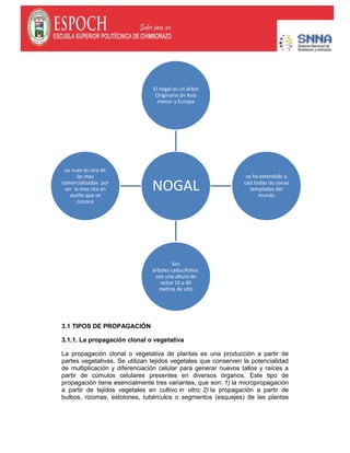 3.1 TIPOS DE PROPAGACIÓN
3.1.1. La propagación clonal o vegetativa
La propagación clonal o vegetativa de plantas es una producción a partir de
partes vegetativas. Se utilizan tejidos vegetales que conserven la potencialidad
de multiplicación y diferenciación celular para generar nuevos tallos y raíces a
partir de cúmulos celulares presentes en diversos órganos. Este tipo de
propagación tiene esencialmente tres variantes, que son: 1) la micropropagación
a partir de tejidos vegetales en cultivo in vitro; 2) la propagación a partir de
bulbos, rizomas, estolones, tubérculos o segmentos (esquejes) de las plantas
NOGAL
El nogal es un árbol
Originario de Asia
menor y Europa
se ha extendido a
casi todas las zonas
templadas del
mundo
Son
árboles caducifolios
con una altura de
entre 10 a 40
metros de alto
su nuez es una de
las mas
comercializadas por
ser la mas rica en
aceite que se
conoce
 