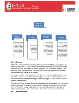 3.1.1.1. El acodo
El acodo o amorgonamiento terrestre y aéreo es un método artificial de propagación de
plantas, que consiste en hacer posible la aparición deraíces. El acodo consiste en obligar
por medio del calor, la humedad de la tierra preparada y de incisiones o ligaduras a que
echen raíces las ramas acodadas formando nuevos individuos dotados de cualidades
idénticas a las de la planta de que derivan.1
Las ramas acodadas echan raíces tanto más fácilmente cuanto más tierna sea la madera
y sus fibras estén más separadas lo cual se explica teniendo en cuenta que todas las
operaciones de acodadura solo se dirigen a detener y dirigir la savia a la parte de la rama
o ramas que se acodan.
Aún cuando el acodo se practica en todas las épocas del año, la estación más a propósito
es la primavera por ser la época en que la savia empieza a ponerse en movimiento. La
tierra con la cual se hace el acodo debe ser muy sustanciosa, suave y fresca, siendo
indispensable siempre cubrirla con mantillo u otra materia que conserve la humedad.
3.1.1.2. Estaca botánica.
Propagación
vegetativa
Acodo:
Consiste en formar
nuevos ejemplares,
a partir de una
rama de la planta
madre, cuando
esta no se ha
separado todavia, a
la cual se le hacen
brotar raíces.
Estaca:
fragmentos de
rama, unos
herbáceos y los
otros leñosos,
conteniendo
alguna yema.
Injerto:
de púa, yema o
aproximación:
porciones de rama
con una o más
yemas que
aplicadas sobre un
patrón se sueldan
con él y desarrollan
el ramaje de la
nueva planta.
Esqueje
Pueden cortarse
fragmentos de
[tallo] e
introducirlos en la
tierra, para
producir raíces. Las
plantas enraizadas
de esta manera
serán idénticas a
sus progenitoras,
es decir, formarán
con ellas un clon
 
