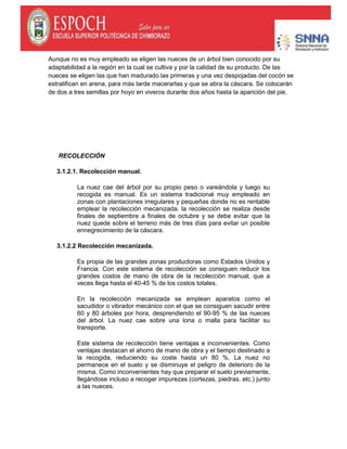 Aunque no es muy empleado se eligen las nueces de un árbol bien conocido por su
adaptabilidad a la región en la cual se cultiva y por la calidad de su producto. De las
nueces se eligen las que han madurado las primeras y una vez despojadas del cocón se
estratifican en arena, para más tarde macerarlas y que se abra la cáscara. Se colocarán
de dos a tres semillas por hoyo en viveros durante dos años hasta la aparición del pie.
RECOLECCIÓN
3.1.2.1. Recolección manual.
La nuez cae del árbol por su propio peso o vareándola y luego su
recogida es manual. Es un sistema tradicional muy empleado en
zonas con plantaciones irregulares y pequeñas donde no es rentable
emplear la recolección mecanizada. la recolección se realiza desde
finales de septiembre a finales de octubre y se debe evitar que la
nuez quede sobre el terreno más de tres días para evitar un posible
ennegrecimiento de la cáscara.
3.1.2.2 Recolección mecanizada.
Es propia de las grandes zonas productoras como Estados Unidos y
Francia. Con este sistema de recolección se consiguen reducir los
grandes costos de mano de obra de la recolección manual, que a
veces llega hasta el 40-45 % de los costos totales.
En la recolección mecanizada se emplean aparatos como el
sacudidor o vibrador mecánico con el que se consiguen sacudir entre
60 y 80 árboles por hora, desprendiendo el 90-95 % de las nueces
del árbol. La nuez cae sobre una lona o malla para facilitar su
transporte.
Este sistema de recolección tiene ventajas e inconvenientes. Como
ventajas destacan el ahorro de mano de obra y el tiempo destinado a
la recogida, reduciendo su coste hasta un 80 %. La nuez no
permanece en el suelo y se disminuye el peligro de deterioro de la
misma. Como inconvenientes hay que preparar el suelo previamente,
llegándose incluso a recoger impurezas (cortezas, piedras, etc.) junto
a las nueces.
 