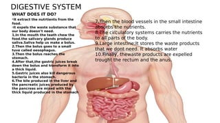 DIGESTIVE SYSTEM
7.Then the blood vessels in the small intestine
absorbs the nutrients.
8.The circulatory systems carries the nutrients
to all parts of the body.
9.Large intestine:It stores the waste products
that we dont need. It absorbs water
10.Finally, thewaste products are expelled
trought the rectum and the anus.
WHAT DOES IT DO?
·It extract the nutrtients from the
food.
·it expels the waste substance that
our body doesn’t need.
1.In the mouth the teath chew the
food.the salivary glands produce
saliva.Saliva help us make a bolus.
2.Then the bolus goes to a small
tuve called oesophagus.
3.Then the bolus reaches the
stomach.
4.After that,the gastric juices break
down the bolus and transform it into
a thick liquid.
5.Gastric juices also kill dangerous
bacteria in the stomach.
6.The bile produced in the liver and
the pancreatic juices produced by
the pancreas are mixed with the
thick liquid produced in the stomach
 