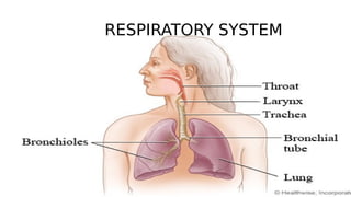 RESPIRATORY SYSTEM
 