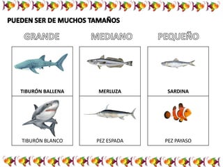 TIBURÓN BALLENA
TIBURÓN BLANCO
MERLUZA
PEZ ESPADA
SARDINA
PEZ PAYASO
 