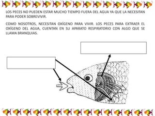 LOS PECES NO PUEDEN ESTAR MUCHO TIEMPO FUERA DEL AGUA YA QUE LA NECESITAN
PARA PODER SOBREVIVIR.
COMO NOSOTROS, NECESITAN OXÍGENO PARA VIVIR. LOS PECES PARA EXTRAER EL
OXÍGENO DEL AGUA, CUENTAN EN SU APARATO RESPIRATORIO CON ALGO QUE SE
LLAMA BRANQUIAS.
 