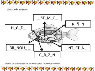 ANATOMÍA INTERNA:
ESCRIBE LAS VOCALES QUE FALTAN Y PINTA CADA ÓRGANO DE UN COLOR.
 