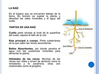LA RAÍZ:
Es el órgano que se encuentra debajo de la
tierra. Su función es sujetar la planta y
absorber las sales minerales y el agua del
suelo.
PARTES DE UNA RAÍZ
Cuello parte situada al nivel de la superficie
del suelo, separa el tallo de la raíz
Raíz principal o cuerpo. Parte subterránea
de la que salen las raíces secundarias.
Bellos Absorbentes, por donde penetra el
agua con las sustancias minerales para
alimentar la planta.
Utilidades de las raíces: Muchas de las
raíces son útiles y sirven de alimento como la
remolacha y la zanahoria; otras son
medicinales como el jengibre.

 