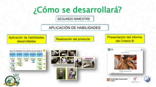 ¿Cómo se desarrollará?
SEGUNDO BIMESTRE
APLICACIÓN DE HABILIDADES
Aplicación de habilidades
desarrolladas
Realización del producto
Presentación del informe
del Criterio B
 