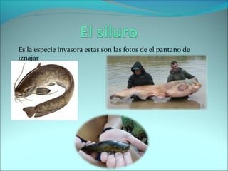 Es la especie invasora estas son las fotos de el pantano de
iznajar