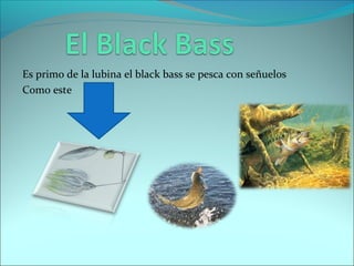 Es primo de la lubina el black bass se pesca con señuelos
Como este