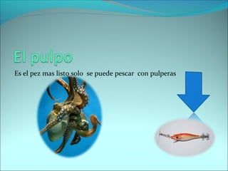 Es el pez mas listo solo se puede pescar con pulperas